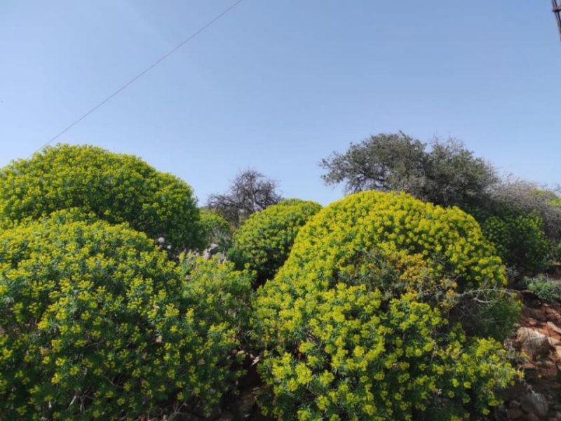 Omprogialos Kreta, Omprogialos: Grundstück mit unverbaubarem Meerblick zu verkaufen Grundstück kaufen